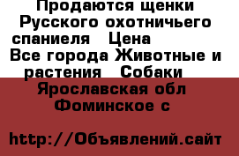 Продаются щенки Русского охотничьего спаниеля › Цена ­ 25 000 - Все города Животные и растения » Собаки   . Ярославская обл.,Фоминское с.